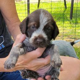 Murphy - Wirehaired Pointing Griffon puppy in Glendale, Arizona from Agassiz Griffons Glendale AZ
