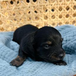 Buttermilk-AKC . PRA clear - Black female Dachshund puppy in Dover, Oklahoma from Freckles and Furballs