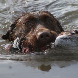 Sage - Labrador Retriever