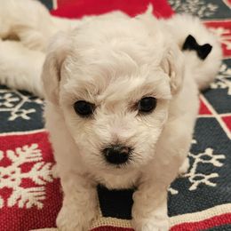 St Nick - White male Bichon Frise puppy in Boerne, Texas from Bichons of Boerne