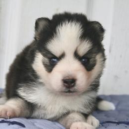 Eevee - Black and white female Pomsky puppy in Junction City, Ohio from JC Pups
