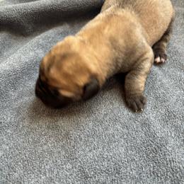 Girl 2 - Tawny female Boerboel puppy in Flemingsburg, Kentucky from Aussgardian Boerboels