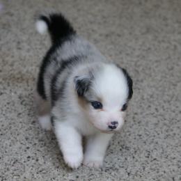 LeLe - Blue merle female Miniature American Shepherd puppy in Tiskilwa, Illinois from First Harmony Farms