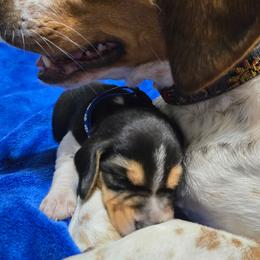 Bobbie Blue Collar - Black tan and bluetick male Beagle puppy in East Providence, Rhode Island from Amanda's Beagles