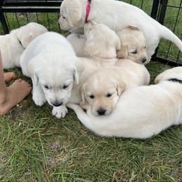Labrador Retriever Puppies from Faithful Labs