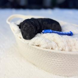 Cappuccino - Black male Poodle puppy in Florida from Adorable Toy-Miniature Poodles