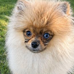 German Shepherds and Pomeranians from Luxury Pets of Central Texas
