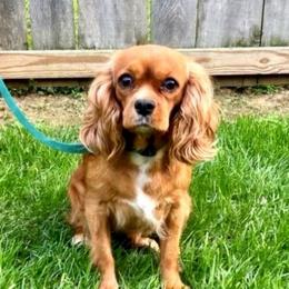 Cat - Cavalier King Charles Spaniel