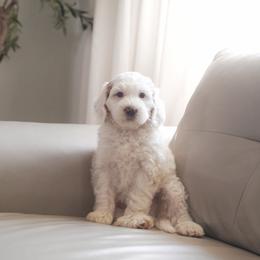 Teddy - Parti male Goldendoodle puppy in Vancouver, Washington from Blissful Doodles