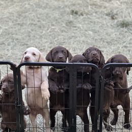 Dilute Retriever and Labrador Retriever Puppies from The Sugar & Spice Ranch Labrador Retrievers