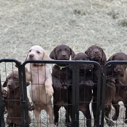 Dilute Retriever and Labrador Retriever Puppies from The Sugar & Spice Ranch Labrador Retrievers