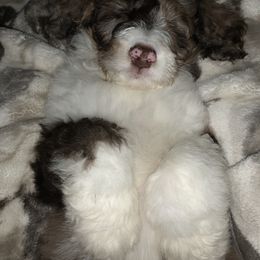 Aussiedoodle, Goldendoodle, and Poodle Puppies from Northern Aussiedoodles