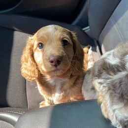 Dachshund Puppies from Warricks Wild Weenies