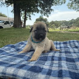 Teddy - Fawn male Anatolian Shepherd Dog puppy in Starr, South Carolina from Home with Havanese