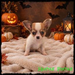 Hocus Pocus - Merle male Chihuahua puppy in Demorest, Georgia from Sourpatch Chihuahuas