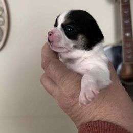 Sabrina - Black and white female Chihuahua puppy in Hebron, North Dakota from Dakota Heart Chihuahuas