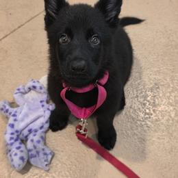 Light purple collar - Black female German Shepherd puppy in Oscoda, Michigan from Sstar