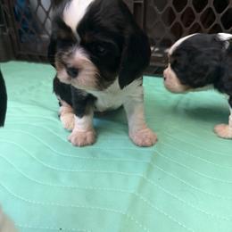 Mr. Orange - Tri-color male Cavalier King Charles Spaniel puppy in Rocky Ford, Colorado from Scofield Cavaliers
