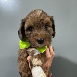 Green - Chocolate merle male Bernedoodle puppy in Petersburg, Michigan from Brittany’s Mini Bernedoodles