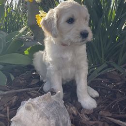 Bernedoodle and Goldendoodle Puppies from White Oak