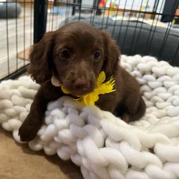 Elara - Chocolate female Dachshund puppy in Bennett, North Carolina from Cherished Dachshunds