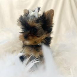 Pixie - Black and tan female Yorkshire Terrier puppy in Azle, Texas from Texas Star Unique Yorkies