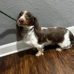 Tilly - Dachshund