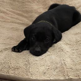 Labrador Retriever Puppies from Rim Country Labradors