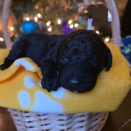 Winter - Black female Poodle puppy in Blackfoot, Idaho from Draper Mountain Doodles