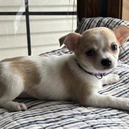 Purple - Sable spotted white male Chihuahua puppy in Isanti, Minnesota from Happy Little Chihuahuas