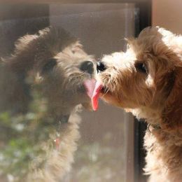 "English Goldendoodle Puppy from Moss Creek Goldendoodles" Goldendoodle and Schnoodle Puppies from Moss Creek Goldendoodles