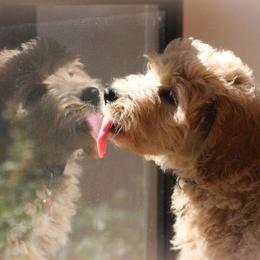 "English Goldendoodle Puppy from Moss Creek Goldendoodles" Goldendoodle and Schnoodle Puppies from Moss Creek Goldendoodles
