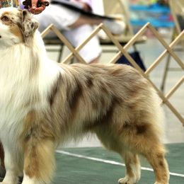Australian Shepherds from Gemmell Australian Shepherds
