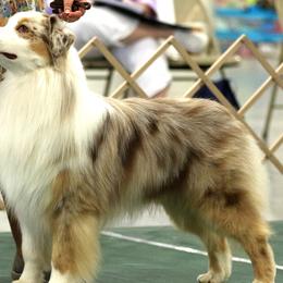 Australian Shepherds from Gemmell Australian Shepherds