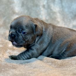 Biscuit - Blue female French Bulldog puppy in Malad, Idaho from Kellysbulldogs