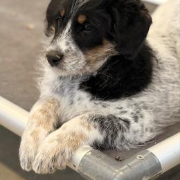 Sheila - Blue female Assorted Doodle Crosses puppy in Ohio from Holley Doodles