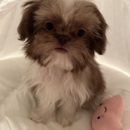 Girl 2 - Liver and white Shih Tzu puppy in Riverside, California from Angel Babies