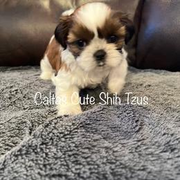 Poinsettia - Red and white female Shih Tzu puppy in Vernon, New Jersey from Calta’s Cute Shih Tzu