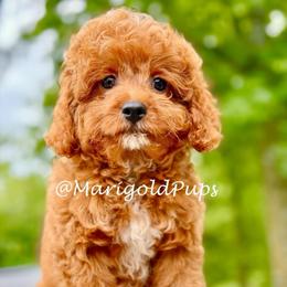 Earnest - Red male Cavapoo puppy in Liberty, Missouri from Marigold Pups