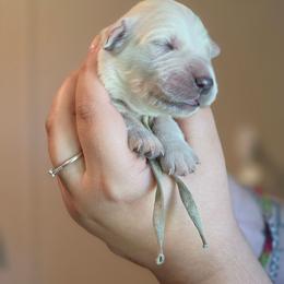 Mint - Golden female Golden Retriever puppy in Lucasville, Ohio from Halo Kennels