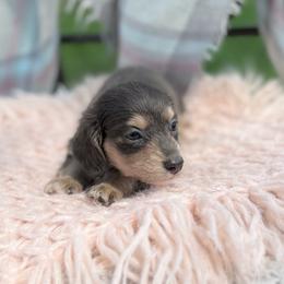 Stormi - Gray (blue) and cream female Dachshund puppy in Decatur, Mississippi from KP Dachshunds