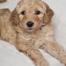 Goldendoodle Puppies from Lake Village Doodles