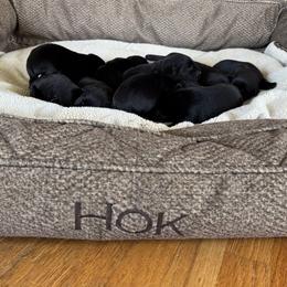 Female 3 - Black female Labrador Retriever puppy in Deltaville, Virginia from Holyoke Kennel