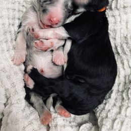 Aussiedoodle Puppies from Beachside Aussiedoodles