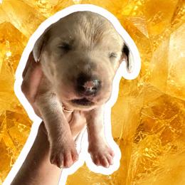 Citrine - White and black male Dalmatian puppy in Bremen, Georgia from Clark’s Dalmatians