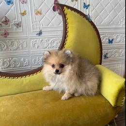 Isabelle - Cream female Pomeranian puppy in Macon, Georgia from Pomflower Pomeranians