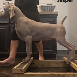 Weimaraner puppies from So-IN Weimaraner's