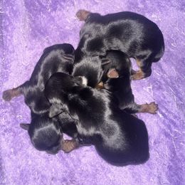 Boy 3 - Black and tan male Yorkshire Terrier puppy in Grant Town, West Virginia from Lauren's Yorkshire Terriers