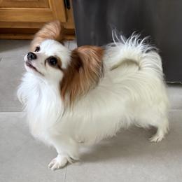 May - Papillon