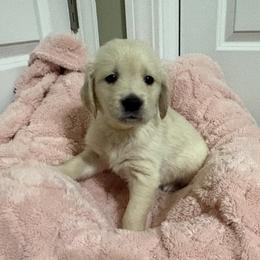 Star - Light golden female Golden Retriever puppy in Seville, Ohio from Retriever Ranch